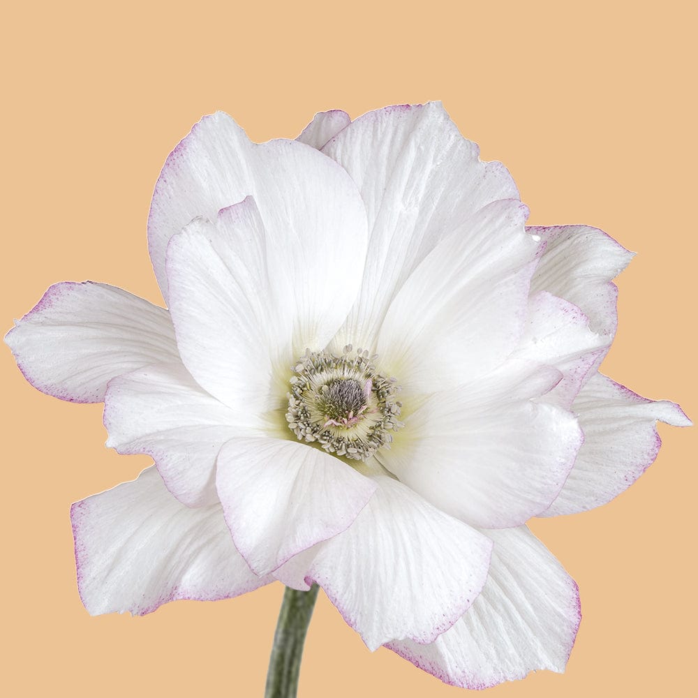 Anemone 'Mistral Edge'